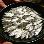 温石 - サスエ前田さんの手入れによる小さな小さな豆鯵。なんと贅沢なことよ。