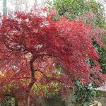 Shabutatsu - お庭の紅葉の様子