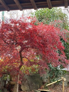 Shabutatsu - お庭の紅葉の様子