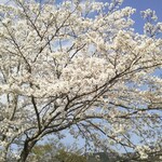 ボーノ - ついでに 満開の桜をどうぞ