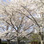 ボーノ - 桜花爛漫