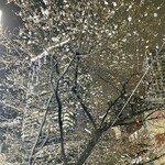 とり茶太郎 - 桜丘で夜桜見物　満開直前の妖艶な美しさです