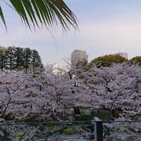 ハルヤマシタ 東京本店 - 