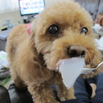 丸宗菓心庵 - アリスも大好き　葛饅頭