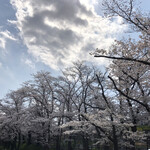 駿河屋 - 成田山、桜が満開でした