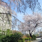 ラーメン二郎 - 近くの桜