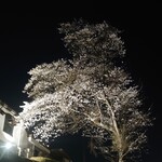 和食処　田舎家 - 夜桜①