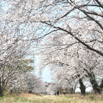 Taikouen - ロケハンの桜　50mm 絞り8.0