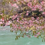 鮎の庄 - 庄川水記念公園
      〜庄川と桜〜
      エメラルドグリーンの水面が綺麗♬