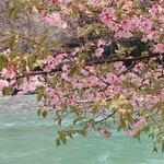 Ayuno Shou - 庄川水記念公園
      〜庄川と桜〜
      エメラルドグリーンの水面が綺麗♬