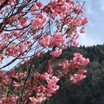 鮎の庄 - 庄川水記念公園の桜