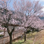 鮎の庄 - 庄川水記念公園の桜