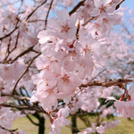 Ayuno Shou - 庄川水記念公園の桜