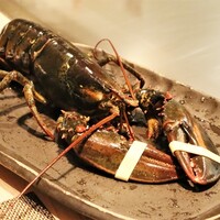 京風鉄板 はせ川 - 水槽から掬い上げられたオマール海老