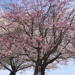 駿河屋 - 満開でした