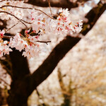 キッチン マミー - 代々木公園の桜は葉桜になりかけ