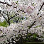 PAUL - 桜が満開〜♬