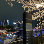 屋形船 大喜丸 - 桜満開の夜景と天満橋