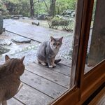 そわか亭 - 二匹の猫はとても仲良し