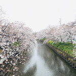 鳥鉄 - 岩倉五条川の桜