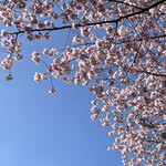 カスクルート - 錦町公園の桜は満開でした！