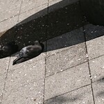 BOICHI - 桜川公園で陽射しを避けて休む鳩たちw 202103