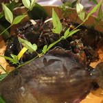 舞桜 - カワハギ＆オマール海老