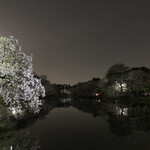 武道家 - おまけ
井の頭公園の夜桜