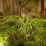 聘珍樓 - 店内の庭園？