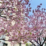 とらや - 『赤坂二丁目交番前』交差点の八重桜は満開でした