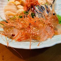 春の『活ボタン海老』刺身