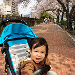 拉麺大公 - 食後は大岡川沿いの桜並木を散歩