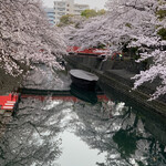 Sakaitei - 奥の細道結びの地　桜が満開です
