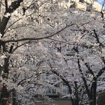 Toda Wataru No Okonomiyaki Sante Kan - 桜が満開の頃の訪問