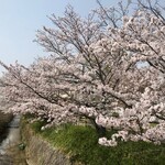 あすか夢販売所 - 飛鳥駅前の満開の桜