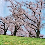 Asahiya - 桜とたんぽぽ、春のコラボ(*´-`)