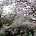 大宮公園1号売店 - 満開の桜。
