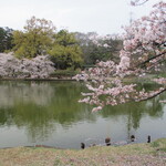 大宮公園1号売店 - 池と桜。水面に映る桜がきれい。