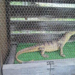 グラマー・ペイン - お店の外の見張り役？かなり大きなトカゲ（体長50cm?!）