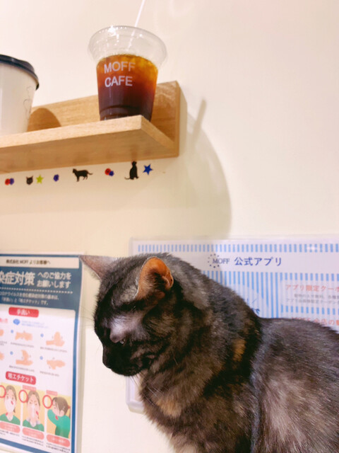 孫たちと共に高崎オーパの猫カフェへ By わに モフアニマルカフェ 高崎オーパ店 Moff Animal Cafe 高崎 jr その他 食べログ 孫たちと共に高崎オーパの猫カフェへ By わに モフアニマルカフェ 高崎オーパ店 Moff Animal Cafe 高崎 jr その他 食べログ