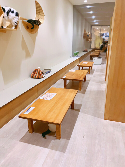 モフアニマルカフェ 高崎オーパ店 Moff Animal Cafe 高崎 jr その他 食べログ モフアニマルカフェ 高崎オーパ店 Moff Animal Cafe 高崎 jr その他 食べログ