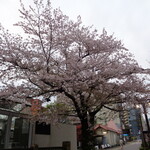 一〇そば - 駅前の桜も終わりに近い