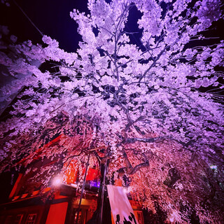 樹齢100年のお店のしだれ桜