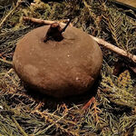 レヴォ - 腐葉土で作った土釜