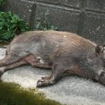 すじモダンの店 えっちゃん - 