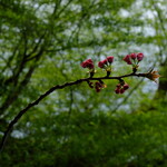 北海道 くろまる - ボクと同じように、無限の可能性を秘めた蕾