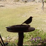 くつきそば 永昌庵 - 