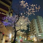 もつ焼き エンジン - 中野通りの桜