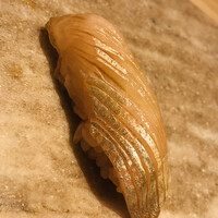 すし寿 - 下田産の天然シマアジです。お腹部位です。これはウンマイ