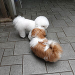 エビスエスクラッシコ - ゲスト到着！！